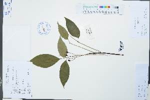  (Heynea - Ge02214)  @11 [ ] CreativeCommons  Attribution Non-Commercial Share-Alike  Unspecified Herbarium of South China Botanical Garden