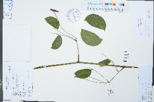  ( - Ge02216)  @11 [ ] CreativeCommons  Attribution Non-Commercial Share-Alike  Unspecified Herbarium of South China Botanical Garden