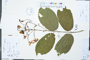  (Quisqualis indica - Ge02222)  @11 [ ] CreativeCommons  Attribution Non-Commercial Share-Alike  Unspecified Herbarium of South China Botanical Garden