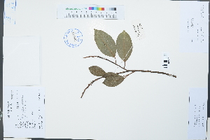  (Ficus concinna - Ge02224)  @11 [ ] CreativeCommons  Attribution Non-Commercial Share-Alike  Unspecified Herbarium of South China Botanical Garden