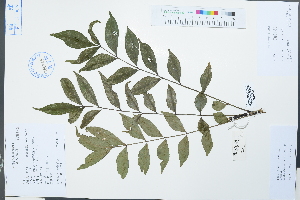  (Zanthoxylum avicennae - Ge02227)  @11 [ ] CreativeCommons  Attribution Non-Commercial Share-Alike  Unspecified Herbarium of South China Botanical Garden