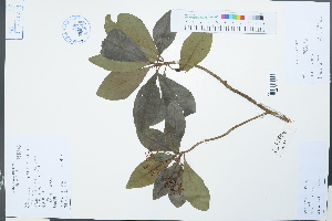  (Ardisia sieboldii - Ge02228)  @11 [ ] CreativeCommons  Attribution Non-Commercial Share-Alike  Unspecified Herbarium of South China Botanical Garden