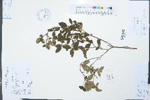  (Rhododendron seniavinii - Ge02232)  @11 [ ] CreativeCommons  Attribution Non-Commercial Share-Alike  Unspecified Herbarium of South China Botanical Garden