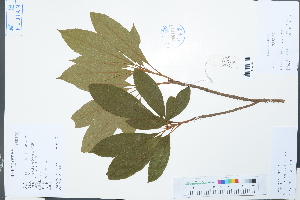  (Meliosma myriantha var. discolor - Ge02234)  @11 [ ] CreativeCommons  Attribution Non-Commercial Share-Alike  Unspecified Herbarium of South China Botanical Garden