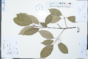  ( - Ge02236)  @11 [ ] CreativeCommons  Attribution Non-Commercial Share-Alike  Unspecified Herbarium of South China Botanical Garden