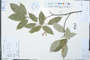  ( - Ge02242)  @11 [ ] CreativeCommons  Attribution Non-Commercial Share-Alike  Unspecified Herbarium of South China Botanical Garden