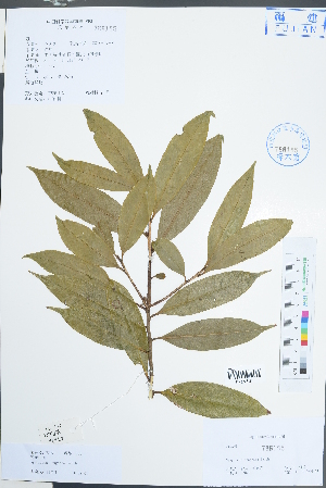  (Symplocos congesta - Ge02244)  @11 [ ] CreativeCommons  Attribution Non-Commercial Share-Alike  Unspecified Herbarium of South China Botanical Garden