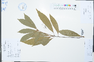  ( - Ge02247)  @11 [ ] CreativeCommons  Attribution Non-Commercial Share-Alike  Unspecified Herbarium of South China Botanical Garden