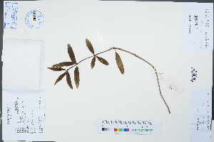  (Lysionotus pauciflorus - Ge02248)  @11 [ ] CreativeCommons  Attribution Non-Commercial Share-Alike  Unspecified Herbarium of South China Botanical Garden