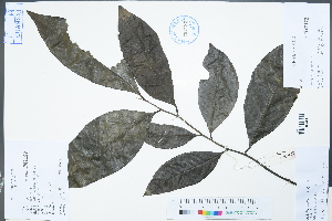  (Diospyros siderophylla - Ge02249)  @11 [ ] CreativeCommons  Attribution Non-Commercial Share-Alike  Unspecified Herbarium of South China Botanical Garden