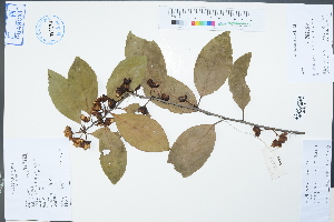  (Maytenus guangxiensis - Ge02250)  @11 [ ] CreativeCommons  Attribution Non-Commercial Share-Alike  Unspecified Herbarium of South China Botanical Garden