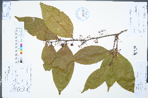  (Maytenus confertiflora - Ge02252)  @11 [ ] CreativeCommons  Attribution Non-Commercial Share-Alike  Unspecified Herbarium of South China Botanical Garden