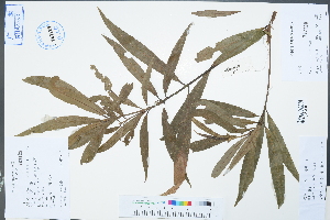  (Machilus salicina - Ge02255)  @11 [ ] CreativeCommons  Attribution Non-Commercial Share-Alike  Unspecified Herbarium of South China Botanical Garden