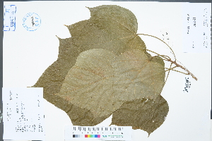  (Firmiana kwangsiensis - Ge02265)  @11 [ ] CreativeCommons  Attribution Non-Commercial Share-Alike  Unspecified Herbarium of South China Botanical Garden