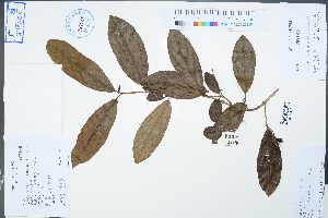  (Viburnum sphaerocarpum var. arboricola - Ge02269)  @11 [ ] CreativeCommons  Attribution Non-Commercial Share-Alike  Unspecified Herbarium of South China Botanical Garden