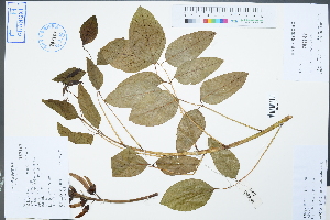  (Erythrina crista-galli - Ge02271)  @11 [ ] CreativeCommons  Attribution Non-Commercial Share-Alike  Unspecified Herbarium of South China Botanical Garden
