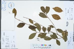  (Camellia tenuifolia - Ge02273)  @11 [ ] CreativeCommons  Attribution Non-Commercial Share-Alike  Unspecified Herbarium of South China Botanical Garden