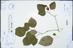  (Clerodendrum kaichianum - Ge02274)  @11 [ ] CreativeCommons  Attribution Non-Commercial Share-Alike  Unspecified Herbarium of South China Botanical Garden
