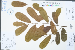  (Fissistigma uonicum - Ge02280)  @11 [ ] CreativeCommons  Attribution Non-Commercial Share-Alike  Unspecified Herbarium of South China Botanical Garden
