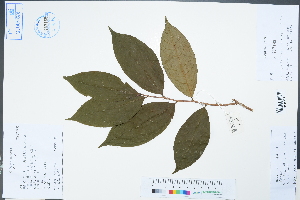  (Camellia flavida - Ge02290)  @11 [ ] CreativeCommons  Attribution Non-Commercial Share-Alike  Unspecified Herbarium of South China Botanical Garden