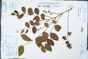  (Cipadessa - Ge02292)  @11 [ ] CreativeCommons  Attribution Non-Commercial Share-Alike  Unspecified Herbarium of South China Botanical Garden