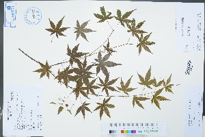  ( - Ge02294)  @11 [ ] CreativeCommons  Attribution Non-Commercial Share-Alike  Unspecified Herbarium of South China Botanical Garden