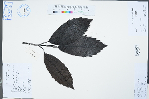  (Aucuba japonica - Ge02309)  @11 [ ] CreativeCommons  Attribution Non-Commercial Share-Alike  Unspecified Herbarium of South China Botanical Garden
