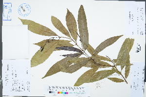  (Excoecaria - Ge02316)  @11 [ ] CreativeCommons  Attribution Non-Commercial Share-Alike  Unspecified Herbarium of South China Botanical Garden