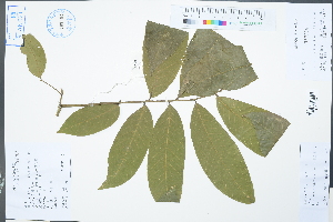  (Dimocarpus confinis - Ge02323)  @11 [ ] CreativeCommons  Attribution Non-Commercial Share-Alike  Unspecified Herbarium of South China Botanical Garden