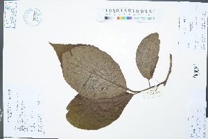  (Ehretia macrophylla var. glabrescens - Ge02330)  @11 [ ] CreativeCommons  Attribution Non-Commercial Share-Alike  Unspecified Herbarium of South China Botanical Garden