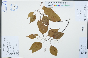  (Cinnamomum camphora - Ge02340)  @11 [ ] CreativeCommons  Attribution Non-Commercial Share-Alike  Unspecified Herbarium of South China Botanical Garden