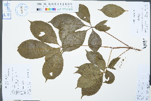  (Handeliodendron bodinieri - Ge02343)  @11 [ ] CreativeCommons  Attribution Non-Commercial Share-Alike  Unspecified Herbarium of South China Botanical Garden