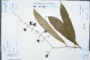  ( - Ge02347)  @11 [ ] CreativeCommons  Attribution Non-Commercial Share-Alike  Unspecified Herbarium of South China Botanical Garden