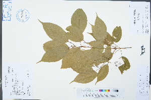  ( - Ge02351)  @11 [ ] CreativeCommons  Attribution Non-Commercial Share-Alike  Unspecified Herbarium of South China Botanical Garden