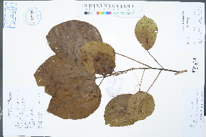  ( - Ge02353)  @11 [ ] CreativeCommons  Attribution Non-Commercial Share-Alike  Unspecified Herbarium of South China Botanical Garden