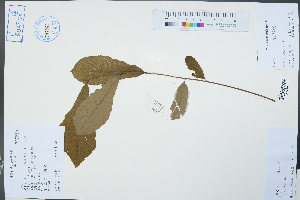  ( - Ge02354)  @11 [ ] CreativeCommons  Attribution Non-Commercial Share-Alike  Unspecified Herbarium of South China Botanical Garden