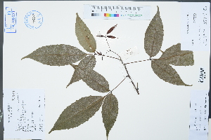  (Delavaya - Ge02356)  @11 [ ] CreativeCommons  Attribution Non-Commercial Share-Alike  Unspecified Herbarium of South China Botanical Garden