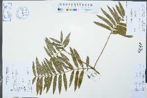  (Amentotaxus argotaenia - Ge02358)  @11 [ ] CreativeCommons  Attribution Non-Commercial Share-Alike  Unspecified Herbarium of South China Botanical Garden