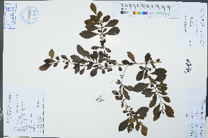  (Duranta - Ge02359)  @11 [ ] CreativeCommons  Attribution Non-Commercial Share-Alike  Unspecified Herbarium of South China Botanical Garden