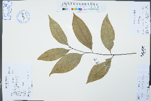  (Cinnamomum burmannii - Ge02361)  @11 [ ] CreativeCommons  Attribution Non-Commercial Share-Alike  Unspecified Herbarium of South China Botanical Garden