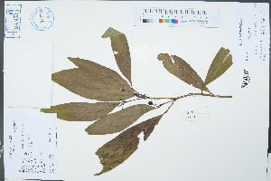  (Glycosmis - Ge02365)  @11 [ ] CreativeCommons  Attribution Non-Commercial Share-Alike  Unspecified Herbarium of South China Botanical Garden