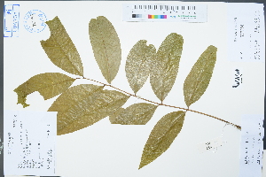  ( - Ge02369)  @11 [ ] CreativeCommons  Attribution Non-Commercial Share-Alike  Unspecified Herbarium of South China Botanical Garden