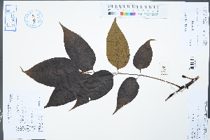  ( - Ge02370)  @11 [ ] CreativeCommons  Attribution Non-Commercial Share-Alike  Unspecified Herbarium of South China Botanical Garden