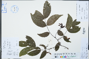  (Lysidice rhodostegia - Ge02372)  @11 [ ] CreativeCommons  Attribution Non-Commercial Share-Alike  Unspecified Herbarium of South China Botanical Garden