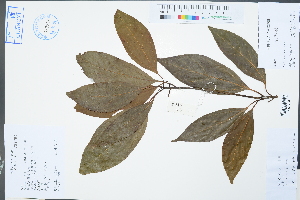  ( - Ge02375)  @11 [ ] CreativeCommons  Attribution Non-Commercial Share-Alike  Unspecified Herbarium of South China Botanical Garden