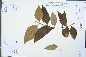 (Buddleja - Ge02378)  @11 [ ] CreativeCommons  Attribution Non-Commercial Share-Alike  Unspecified Herbarium of South China Botanical Garden