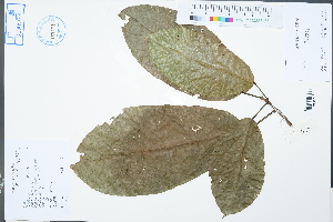  (Sterculia monosperma - Ge04504)  @11 [ ] CreativeCommons  Attribution Non-Commercial Share-Alike  Unspecified Herbarium of South China Botanical Garden