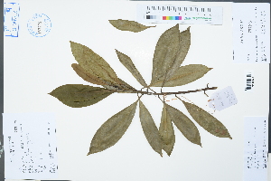  ( - Ge02381)  @11 [ ] CreativeCommons  Attribution Non-Commercial Share-Alike  Unspecified Herbarium of South China Botanical Garden
