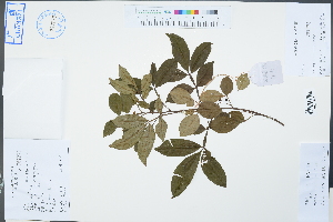  (Zanthoxylum calcicola - Ge02385)  @11 [ ] CreativeCommons  Attribution Non-Commercial Share-Alike  Unspecified Herbarium of South China Botanical Garden