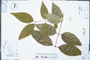  (Chimonanthus campanulatus - Ge02392)  @11 [ ] CreativeCommons  Attribution Non-Commercial Share-Alike  Unspecified Herbarium of South China Botanical Garden